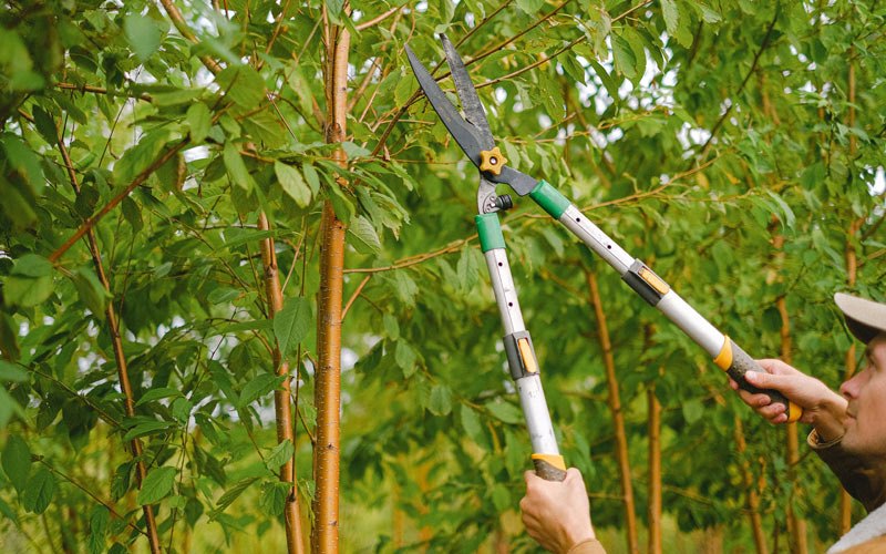 Tree trimming in Lapine, AL